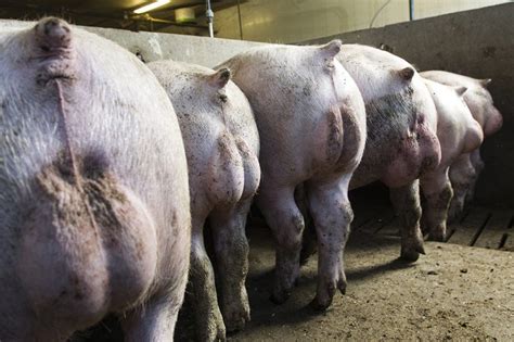 France Many Pig Producers Consider To Stop Castrating Pig Progress