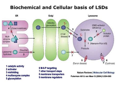 ppt the lysosome and lysosomal storage disorders lsd powerpoint presentation id 330820