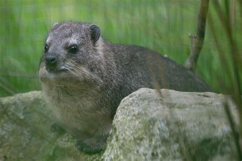 Emerald Park Zoo Rock Hyrax Theme Park And Zoo