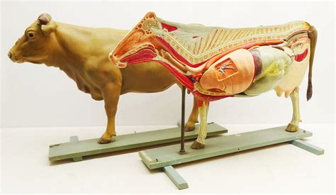 Early To Mid 20th Century Large German Anatomical Model Of A Cow By Veb