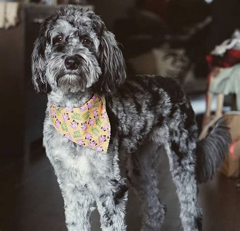 Willow is an absolutely exquisite standard, f1 aussiedoodle ready to help you ring in the new year! Aussiedoodle : Aussiedoodle (Aussiepoo) Dog Breed All ...