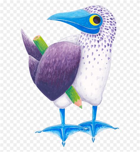 Tucn Publicidad Piciformes Beak Bird Animal Hd Png Download Flyclipart