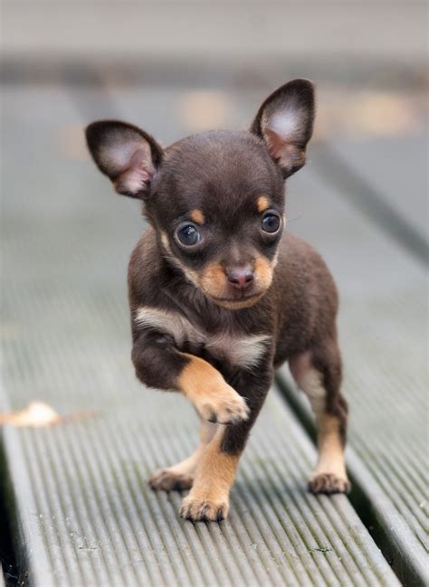 39 Teacup Chihuahua Puppies Pictures Photo Bleumoonproductions