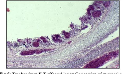 Figure 5 From Occurrence And Pathology Of Infectious Laryngotracheitis