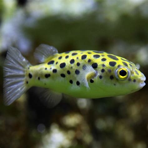 Green Spotted Pufferfish Overview Care And Breeding Fia