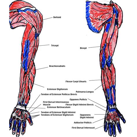 Arm Muscle Diagram For Kids Muscles Of The Arm And Hand Classic Human