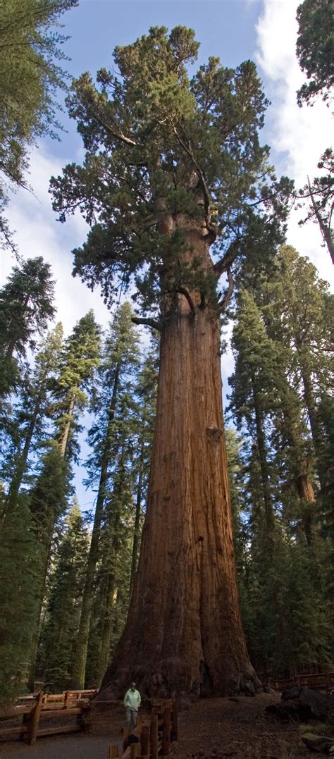 list of largest giant sequoias wikipedia