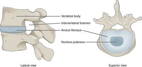 Get Familiar With The Anatomy Of Your Spinal Discs