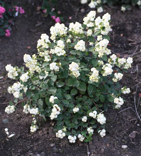 Galaxy Snowberry Plant Library Pahls Market Apple Valley Mn