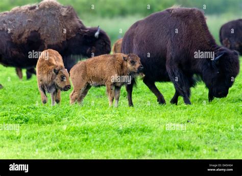 Wood Buffalo Babies Bison Bison Athabascae Alaska Wildlife