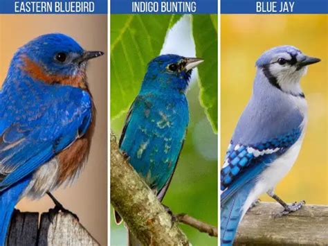 Types Of Blue Birds Top 7 In North America Birdinghub