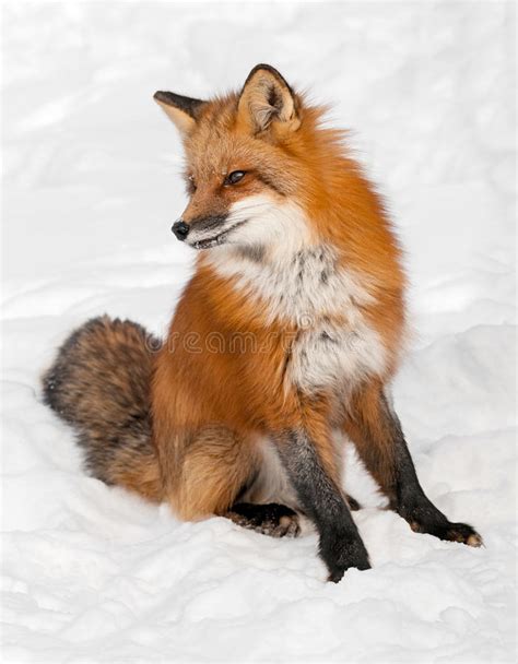 Red Fox Vulpes Vulpes Sits In The Snow Looking Up Stock Photo Image