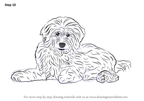 Learn How To Draw A Goldendoodle Dogs Step By Sketch Coloring Page