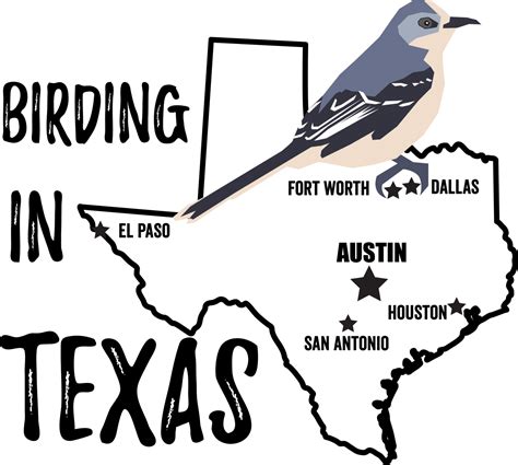 Birds In Texas Bird Watching Academy