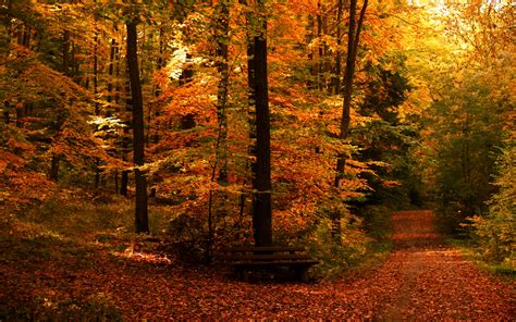 Fall Full Hd Wallpaper And Background Image 2560x1600 Id165266