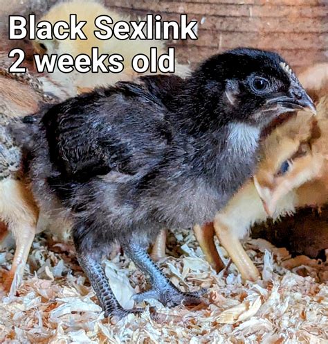 Black Sexlink~3  Backyard Chickens Learn How To Raise Chickens