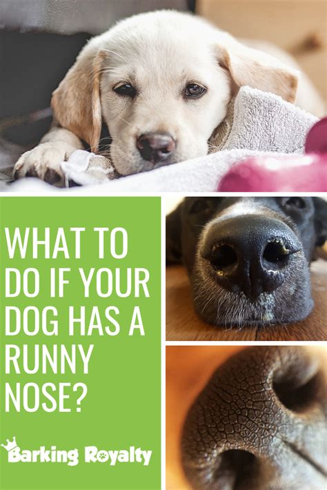 Runny Nose On My Dog Dopi