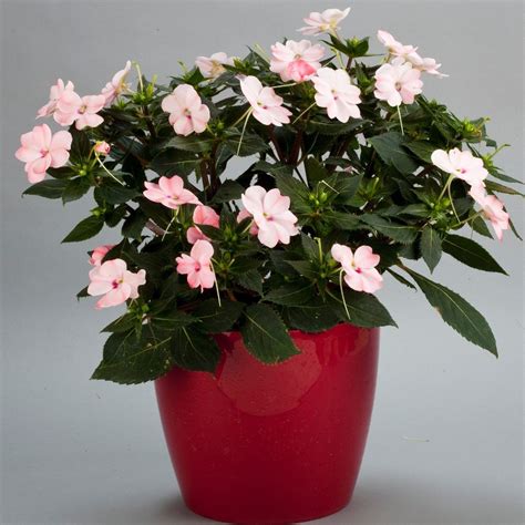Sunpatiens Compact Blush Pink 5 Large Plug Plants