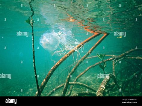 Box Jellyfish Chironex Fleckeri Amongst Mangrove Prop Roots North