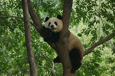 In The Wild A Giant Pandas Diet Is Almost Exclusively Bamboo But