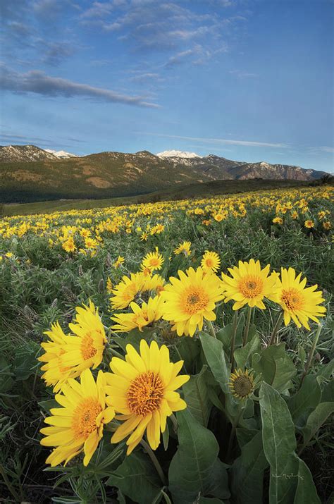 Methow Valley Wildflowers Iii Photograph By Alan Majchrowicz Fine Art