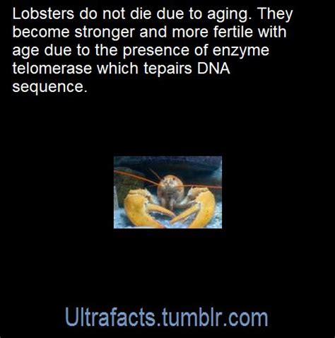 Lobster Everlasting Dna Sequence Facts Did You Know