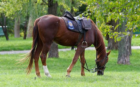 The 5 Best Horse Saddle Bags Buying Guide For 2022 Equineigh