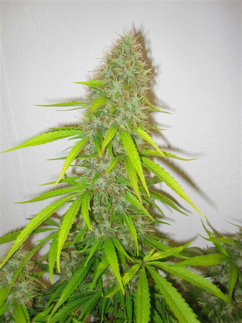 Critical mass strain medicinal benefits and side effects. Critical Jack Herer | Feminized Cannabis Seeds | Delicious ...