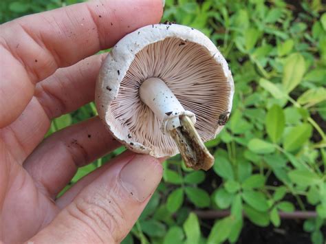 Wild Edible Mushrooms To Eat Or Not To Eat Bloomahs City Farm