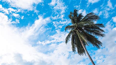 Wallpaper Id 15043 Palm Tree Sky Clouds Tropics Bottom View