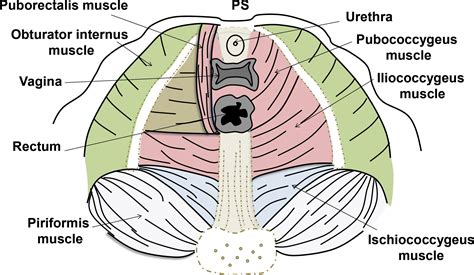 Urogenital Diaphragm Vs Pelvic Diaphragm