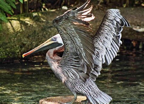 The Best Place To See Pelicans In The Dominican Republic Guide To Dr