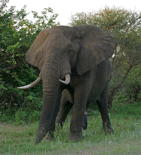 African Elephant Wikipedia