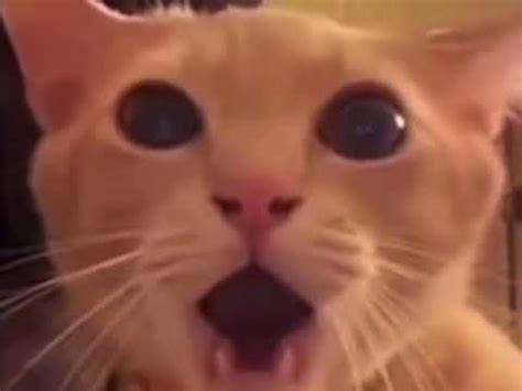 Surprised Cat Meme Youtube