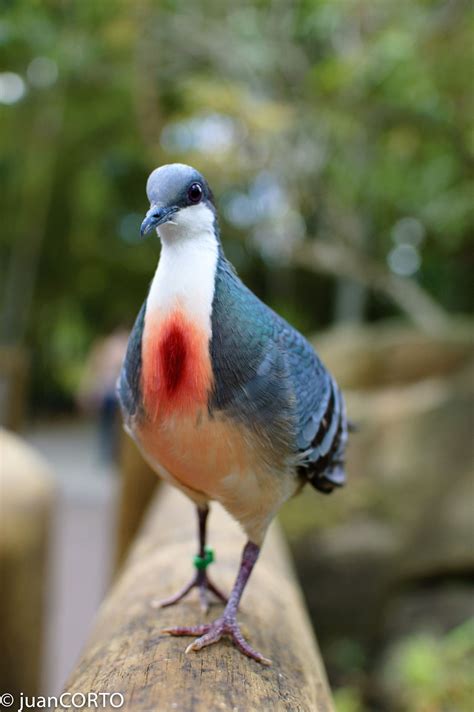 * see more of luzon bleeding heart dove on facebook. Bleeding Heart Dove | Pet birds, Animals beautiful, Nature ...