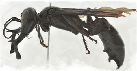 Uc Davis Prof Discovers New Species A Gigantic Wasp Cbs Sacramento