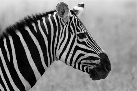 Black And White Animals Wallpapers High Quality Download