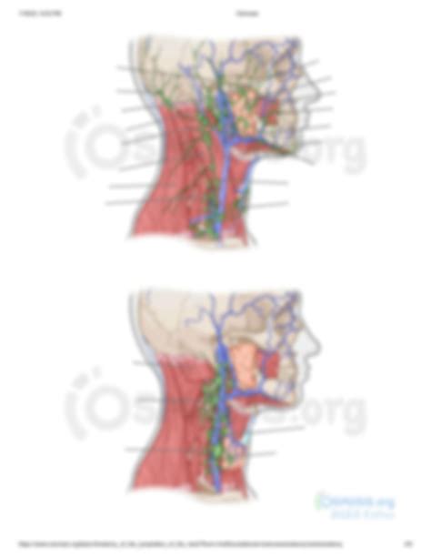 Solution Anatomy Of The Lymphatics Of The Neck Osmosis Prime Studypool