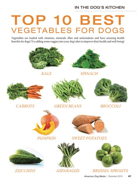 Top 10 Best Vegetables For My Dog Dog Vegetables Vegan Dog Food