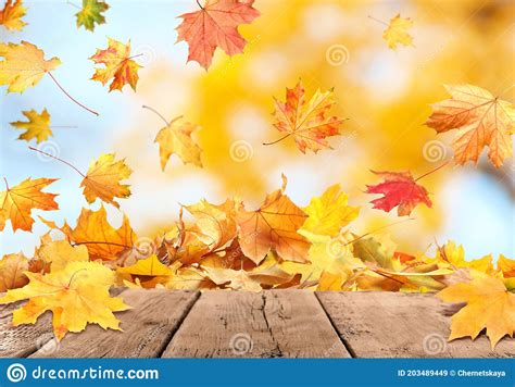 Beautiful Autumn Leaves Falling On Wooden Surface In Park Stock Image