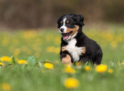 Berner Sennenhund Steckbrief Charakter Wesen Und Haltung