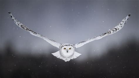 2560x1440 White Snow Owl Flying 1440p Resolution Hd 4k Wallpapers