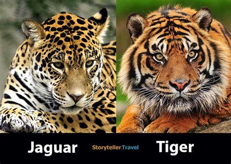 Jaguar Vs Tiger 7 Key Differences Compared Size Strength Appearance