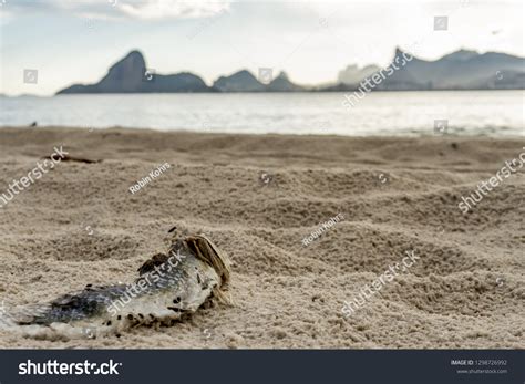 3647 Ugly Beach Images Stock Photos And Vectors Shutterstock