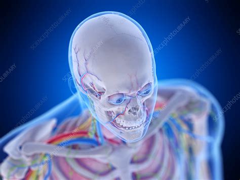 Head Anatomy Illustration Stock Image F0295297 Science Photo