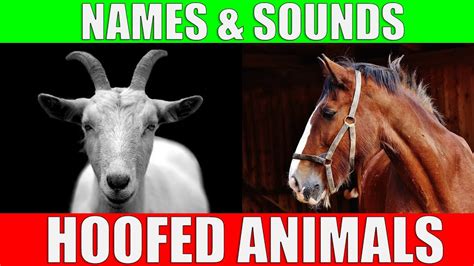 Hoofed Animals Names And Sounds For Kids To Learn Learning Ungulates