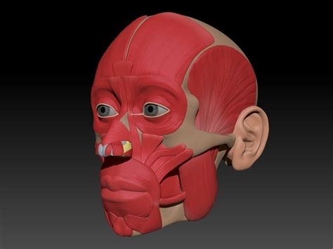 Full Head Muscle Anatomy 3d Model Cgtrader