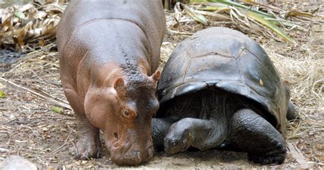 Unlikely Friends Why We Love Odd Animal Pairs