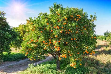 How To Grow An Orange Tree Au