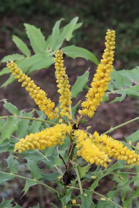 Mahonia Oiwakensis Subsp Oiwakensis Pan Global Plants